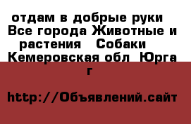 отдам в добрые руки - Все города Животные и растения » Собаки   . Кемеровская обл.,Юрга г.